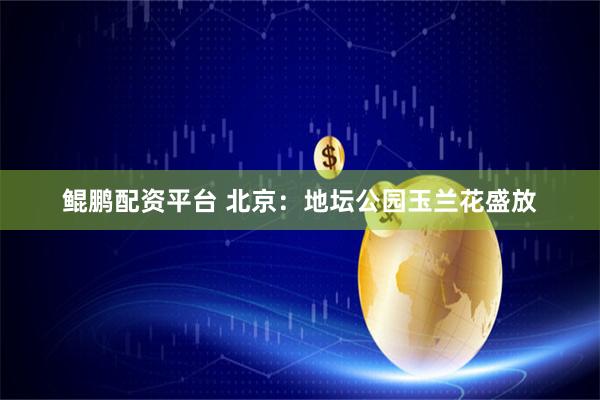 鲲鹏配资平台 北京：地坛公园玉兰花盛放